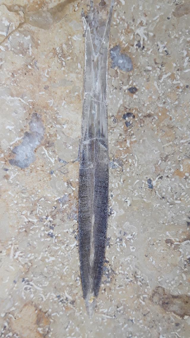 Hibolithes sp. (MONTFORT 1808) - Bild &copy; FossNet FossilienStore